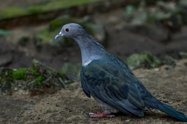 Aug 2007 Green Imperial Pigeon Ducula Aenea Alipore Zoo Kolkata — 스톡 사진