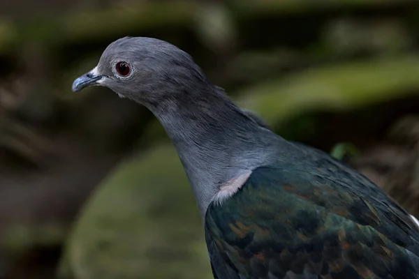 Aug 2007 Green Imperial Pigeon Ducula Aenea Alipore Zoo Kolkata — 스톡 사진