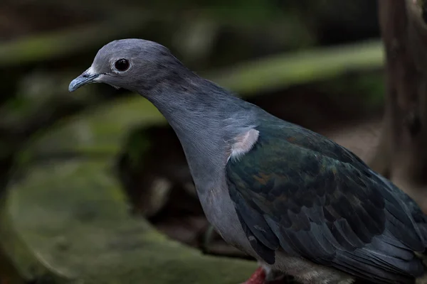 Elo 2007 Green Imperial Pigeon Ducula Aenea Alipore Zoo Kolkata — kuvapankkivalokuva
