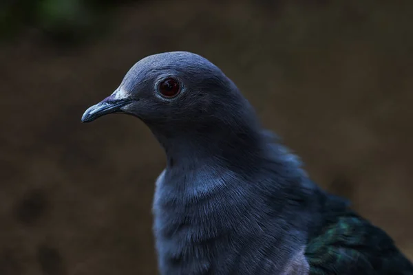 Aug 2007 Green Imperial Pigeon Ducula Aenea Alipore Zoo Kolkata — Stockfoto