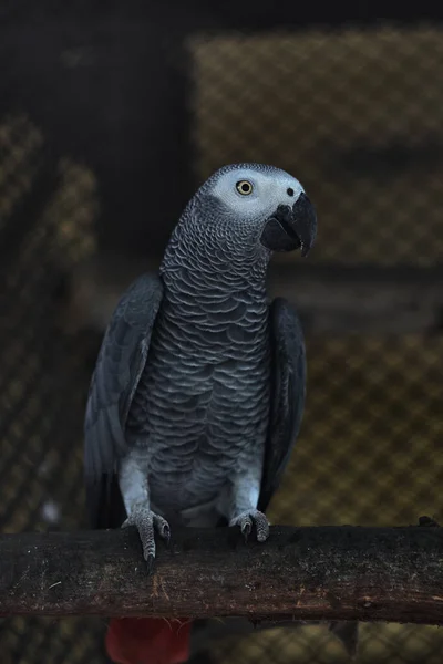 Aug 2007 Psittacus Grey Parrot Alipore Zoo Kolkata West Bengal — Stock Photo, Image