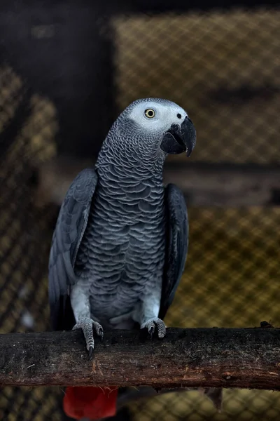 2007年8月14日 西ベンガル インドのアリポア動物園コルカタに灰色のオウム — ストック写真