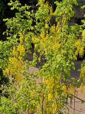 19 04 2019 Cassia fistülü; altın yağmur ağacı; meyveli kanafistül Kalyan Maharashtra INDIA asia