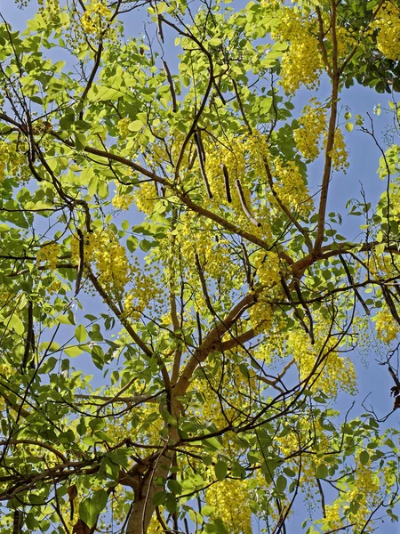 2019 Cassia Fistula Golden Rain Tree Canafistula Fruit Kalyan Maharashtra — стоковое фото