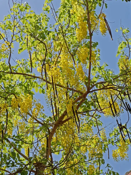 2019 Cassia Fistula Albero Dorato Della Pioggia Canafistola Con Frutta — Foto Stock