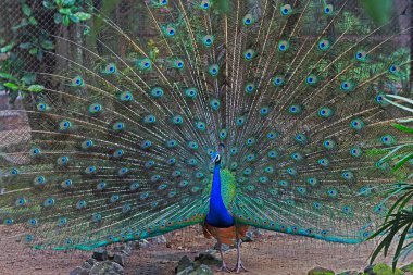 14 Ağustos 2007 Hint Tavuskuşu Alipore Hayvanat Bahçesi Kolkata; Batı Bengal İndi