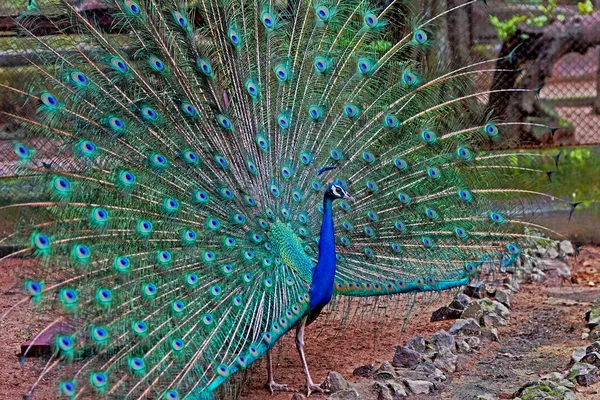 Ago 2007 Indio Peacock Alipore Zoo Kolkata Bengala Occidental Indi —  Fotos de Stock