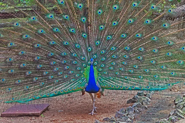 Ago 2007 Indio Peacock Alipore Zoo Kolkata Bengala Occidental Indi —  Fotos de Stock