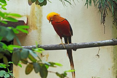 Hayvan hayvanat bahçesi Altın Sülün (Chrysolophus pictus) Kolkata Batı Benga Hindistan 'daki Alipore Hayvanat Bahçesi