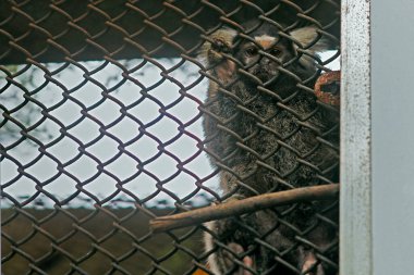 Hayvan Hayvanat Bahçesi Ortak Marmoset / Callithrix Jacchus Alipore Hayvanat Bahçesi Kolkata Batı Benga Hindistan