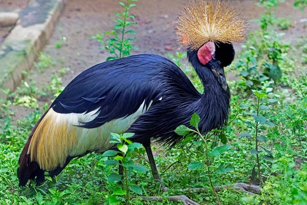 Зоопарк Crounheaded Crain Alipore Zoo Калькутте Индия — стоковое фото
