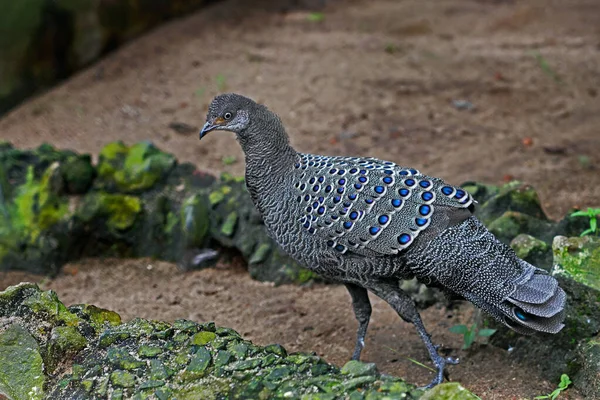 Zoo Dla Zwierząt Bhutan Szary Paw Bażant Polyplectron Bicalcaratum Alipore — Zdjęcie stockowe