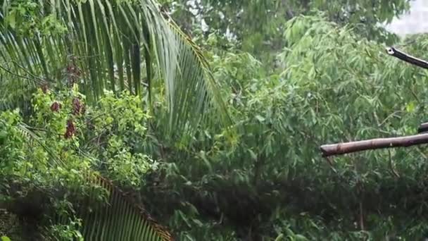 Lluvia de viento y lluvia en árboles y plantas Lokgram Kalyan — Vídeos de Stock