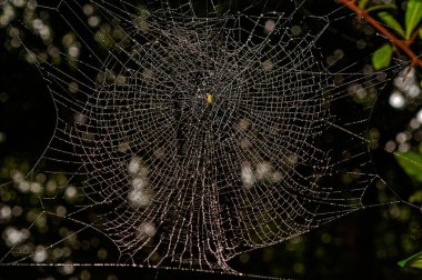 05 Temmuz 2010 Batı Ghat Maharashtra Hindistan 'da Matheran kuru çimlere dolanmış çiğ damlaları ile bir örümcek ağı