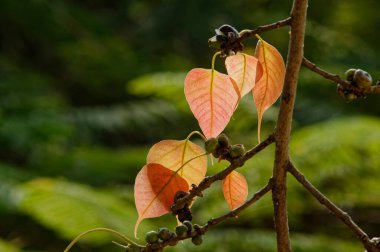 20 Aralık 2009 Bodhi ağacının pembe genç yaprakları Ficus arnottiana Mumbai Maharashtra Hindistan