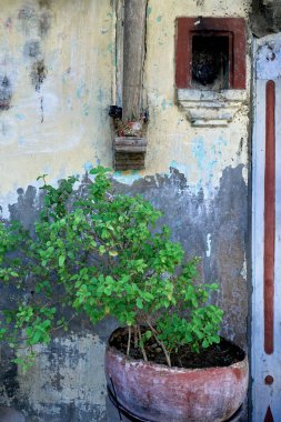 06 Mar 2019 Ocimum tenuiflorum is holy basil, tulasi (sometimes spelled thulasi) or tulsi, Idar Sabarkantha Gujarat India