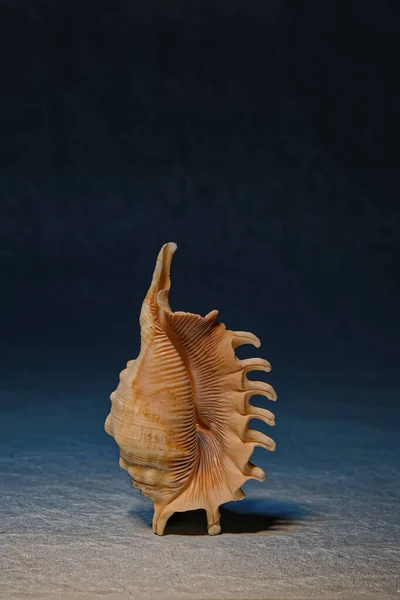 Apr 2007 Conch Shell Shankha Sea Shell Studio Shot Mumbai — Stockfoto