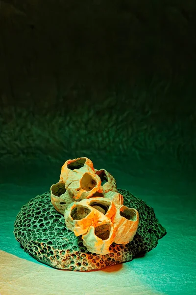Apr 2007 Concetto Still Life Sea Coral Studio Shot Mumbai — Foto Stock