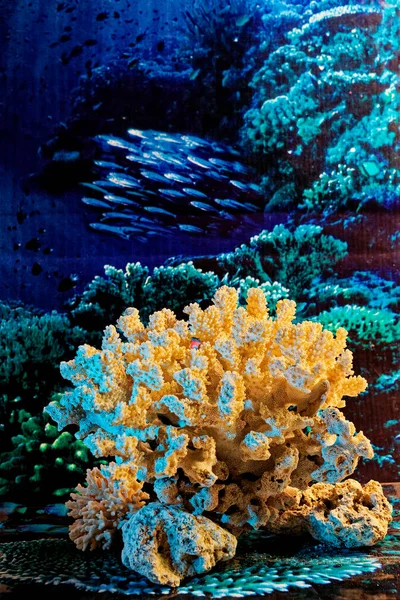 Mar 20O7 Vita Marina Corallo Arancione Nell Oceano Sfondo Studio — Foto Stock