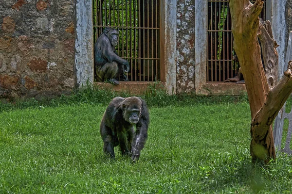 2007年7月28日Chimpanzee Zoogarden Nandankanan Orissa India Asia — 图库照片