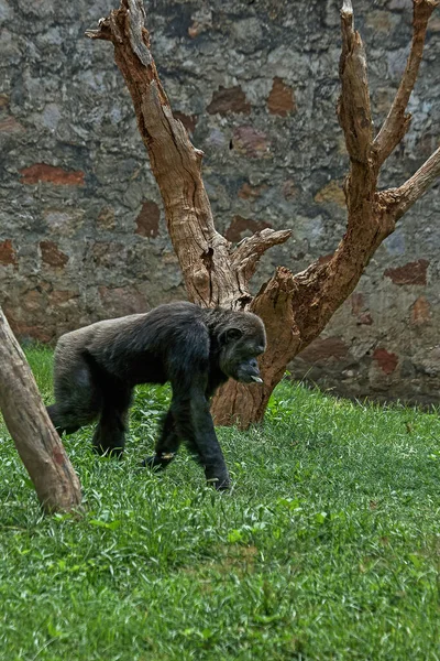 Jul 2007 Chimpanzee Kebun Binatang Nandankanan Orissa India — Stok Foto