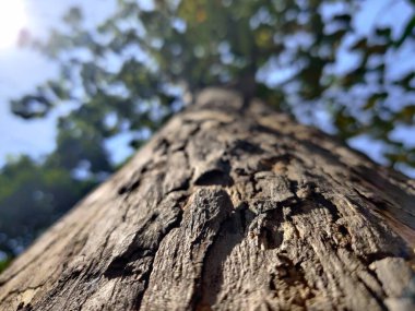 Ormanda büyük ağaçlar