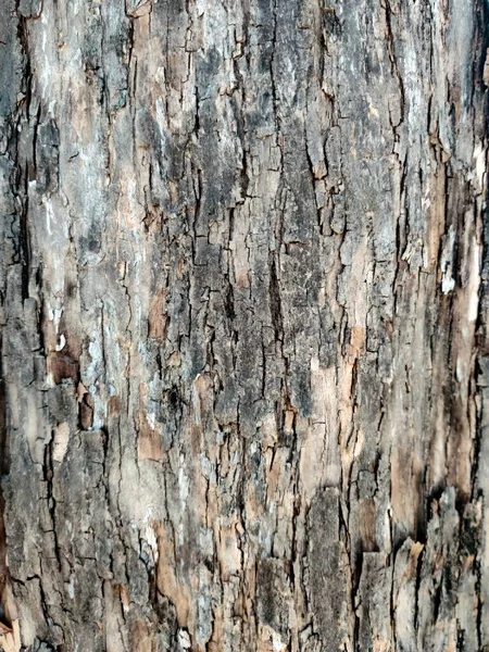 Duża Tekstura Drzewa Lesie Tropikalnym — Zdjęcie stockowe