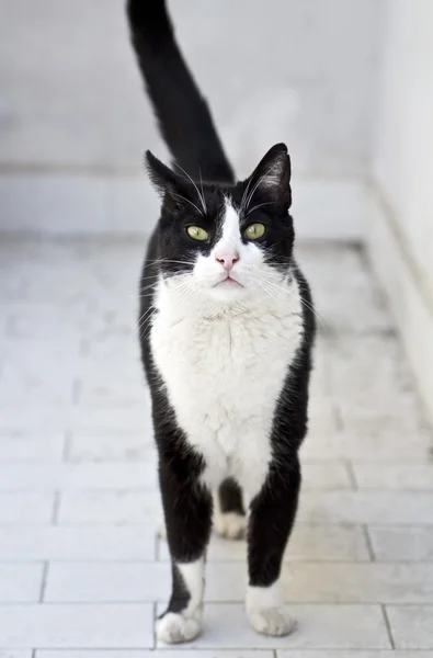 A cute black and white cat walking — Stock Photo, Image