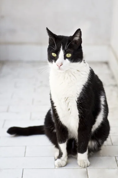 Şirin bir siyah ve beyaz kedi uyarı seyir yere oturdu