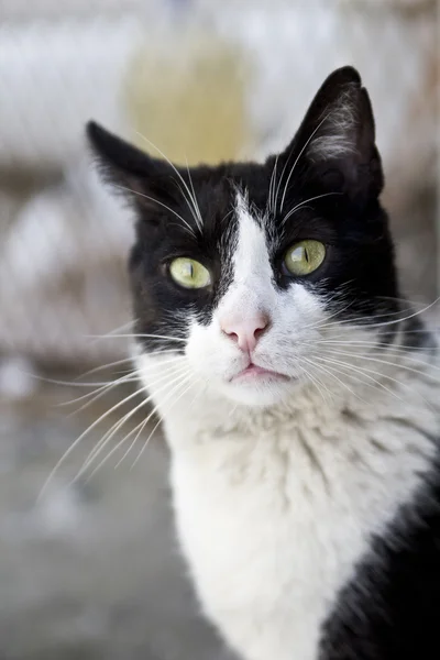 Şirin bir siyah ve beyaz kedi yakın çekim