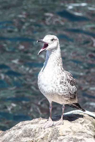 martı çığlıkları