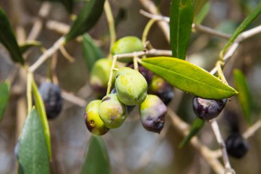 Zeytin dalı ve ağaç