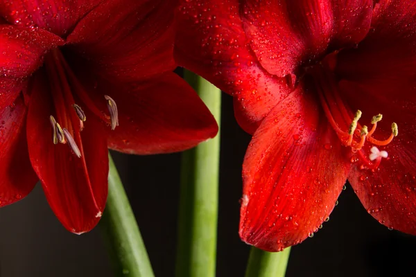 Siyah zemin üzerine kırmızı amaryllis çiçek. Hippeastrum hortorum. 