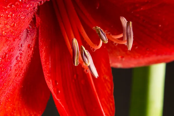 Siyah zemin üzerine kırmızı amaryllis çiçek. Hippeastrum hortorum. 