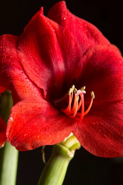 Röd amaryllis blomma på svart bakgrund. Pollinatörer hortorum. — Stockfoto