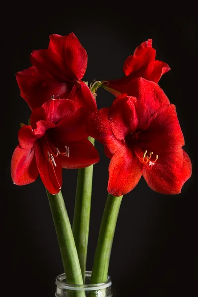 Siyah zemin üzerine kırmızı amaryllis çiçek. Hippeastrum hortorum. 