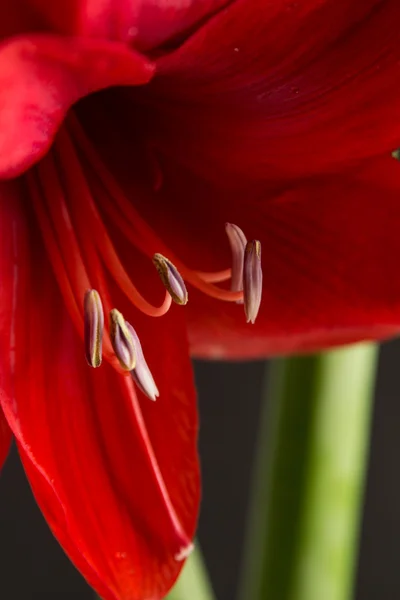 Siyah zemin üzerine kırmızı amaryllis çiçek. Hippeastrum hortorum. 