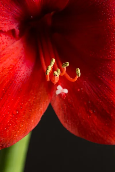 Siyah zemin üzerine kırmızı amaryllis çiçek. Hippeastrum hortorum. 