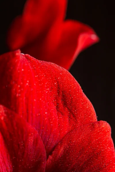 Rote Amaryllis Blume auf schwarzem Hintergrund. hippeastrum hortorum. — Stockfoto
