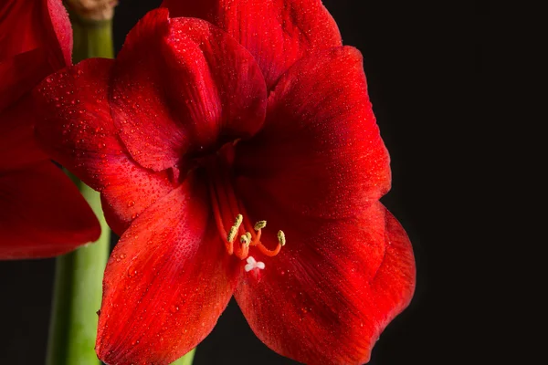 Siyah zemin üzerine kırmızı amaryllis çiçek. Hippeastrum hortorum. 