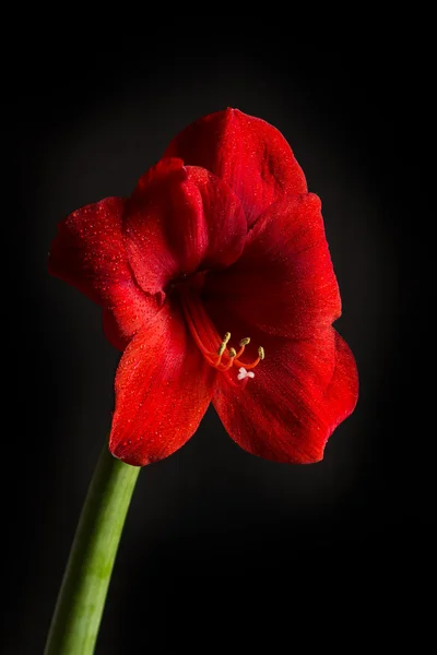 Siyah zemin üzerine kırmızı amaryllis çiçek. Hippeastrum hortorum. 