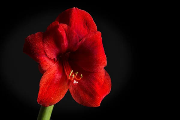 Siyah zemin üzerine kırmızı amaryllis çiçek. Hippeastrum hortorum. 