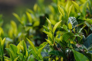 Çay bud ve yaprakları. Çay tarlaları