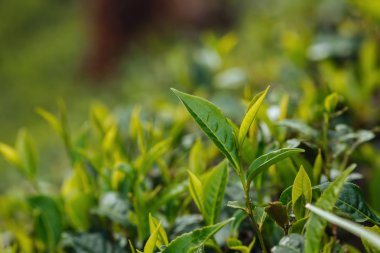 Çay bud ve yaprakları. Çay tarlaları