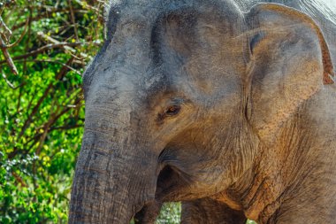 Filin profili kapatmak 