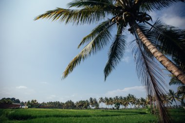 Bali, Endonezya, pirinç alan erken aşamasında. Hindistan cevizi ağacı, ba