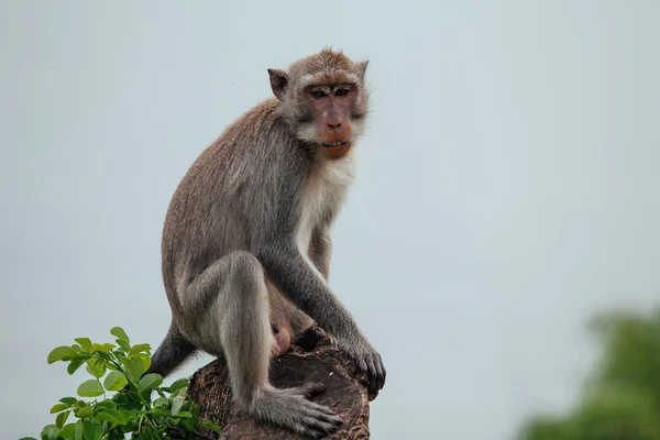 Cerrar foto Mono gris sentado en la copa del árbol, mirando directamente — Foto de Stock