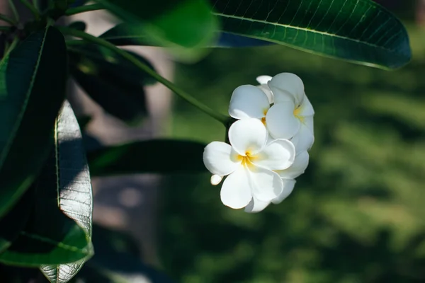 Kwiat Frangipani na drzewo — Zdjęcie stockowe