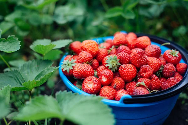 Korb mit reifen Erdbeeren steht mitten auf dem Feld in der — Stockfoto