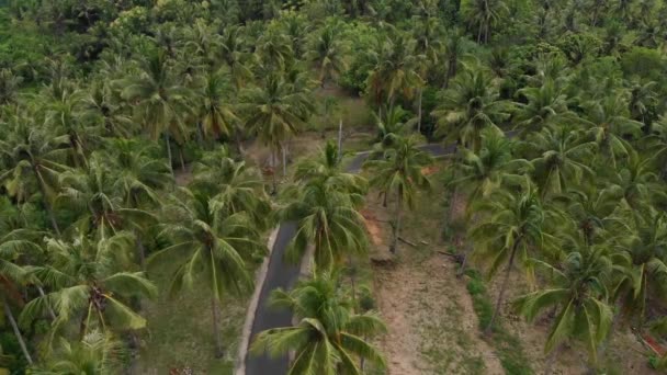 Landschappelijk uitzicht op de weg met motoren tussen palmbomen veld in de jungles op tropisch eiland. gelukkig vrijheid vrouw rijden motorfiets in wit jurk. — Stockvideo